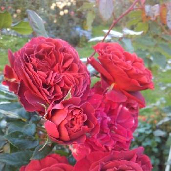 Роза флорибунда ‘Brown Velvet’